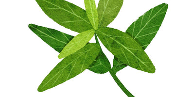 Is Stevia (Methi Tulsi) natural & safe for pre-diabetics or Diabetics (Diabetes)?